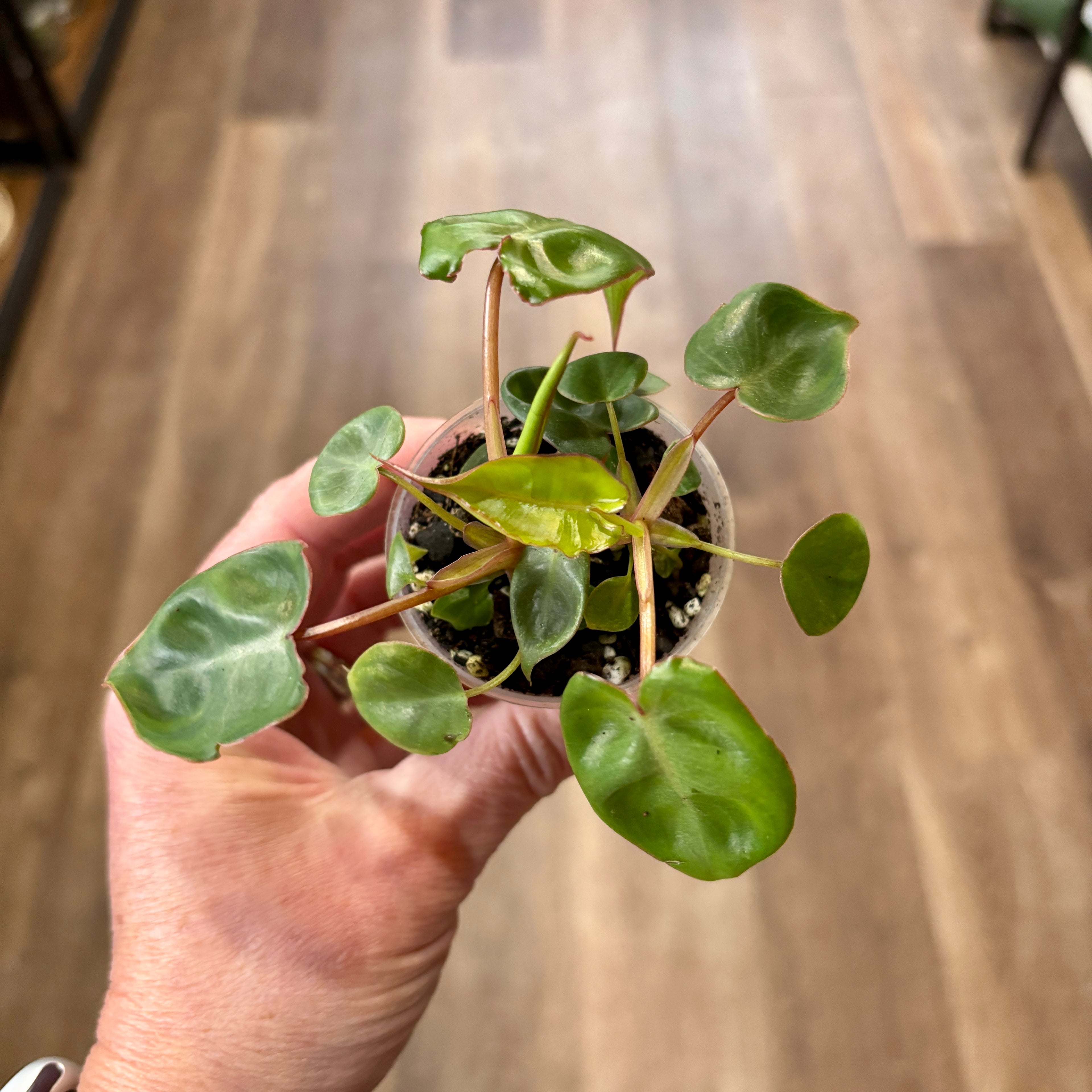 Philodendron 'Billietiae' 2"