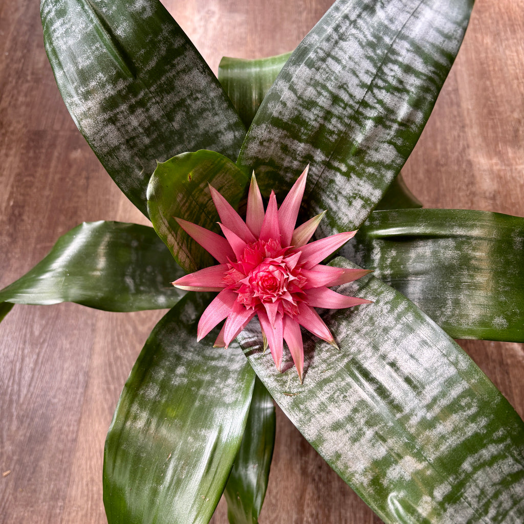 Silver Vase Bromeliad 6"