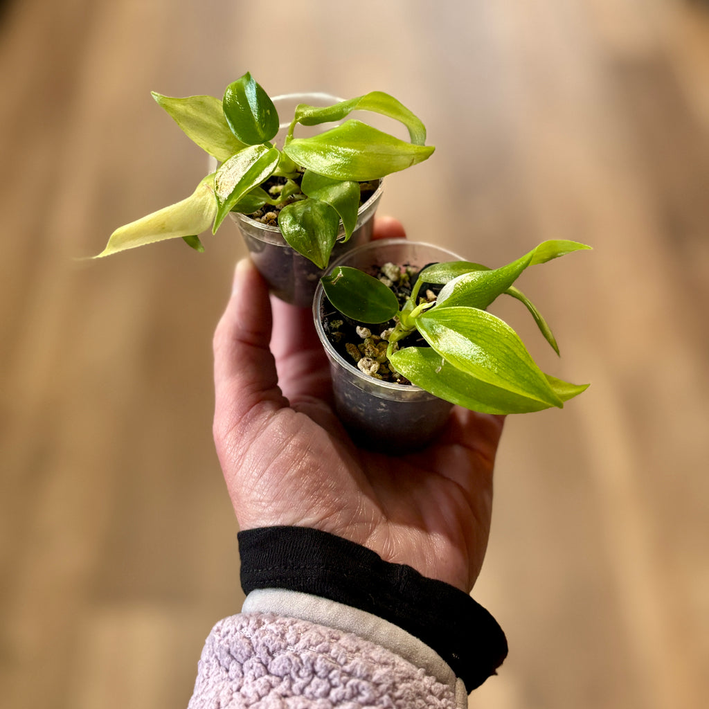 Philodendron 'Golden White Wizard' 2"