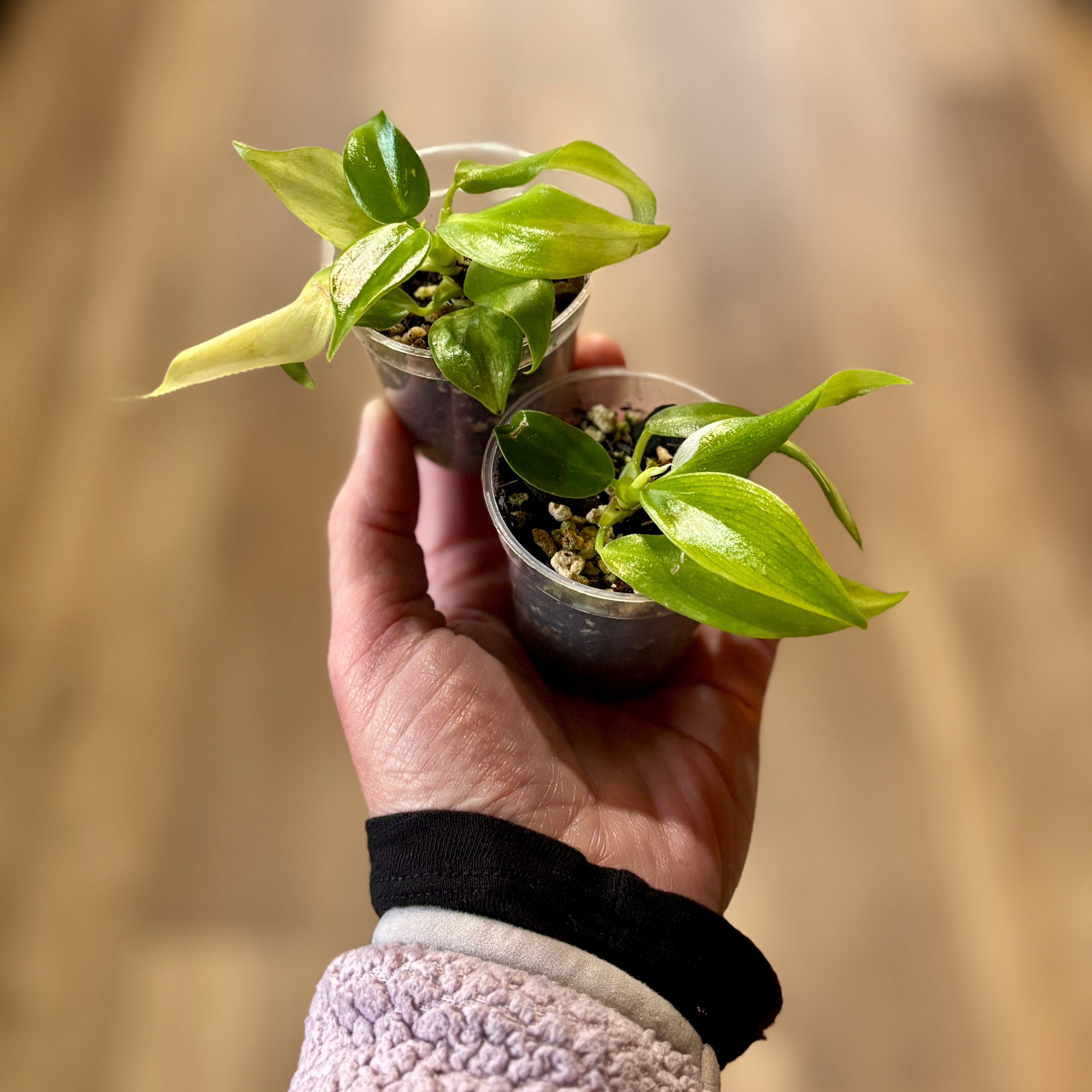 Philodendron 'Golden White Wizard' 2"