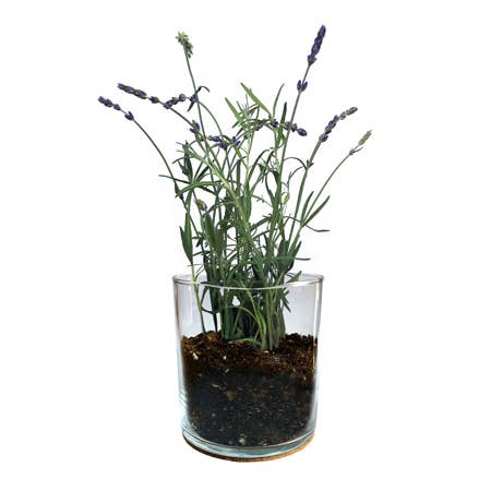 Essential Lavender Flower Garden | Gift | Handmade