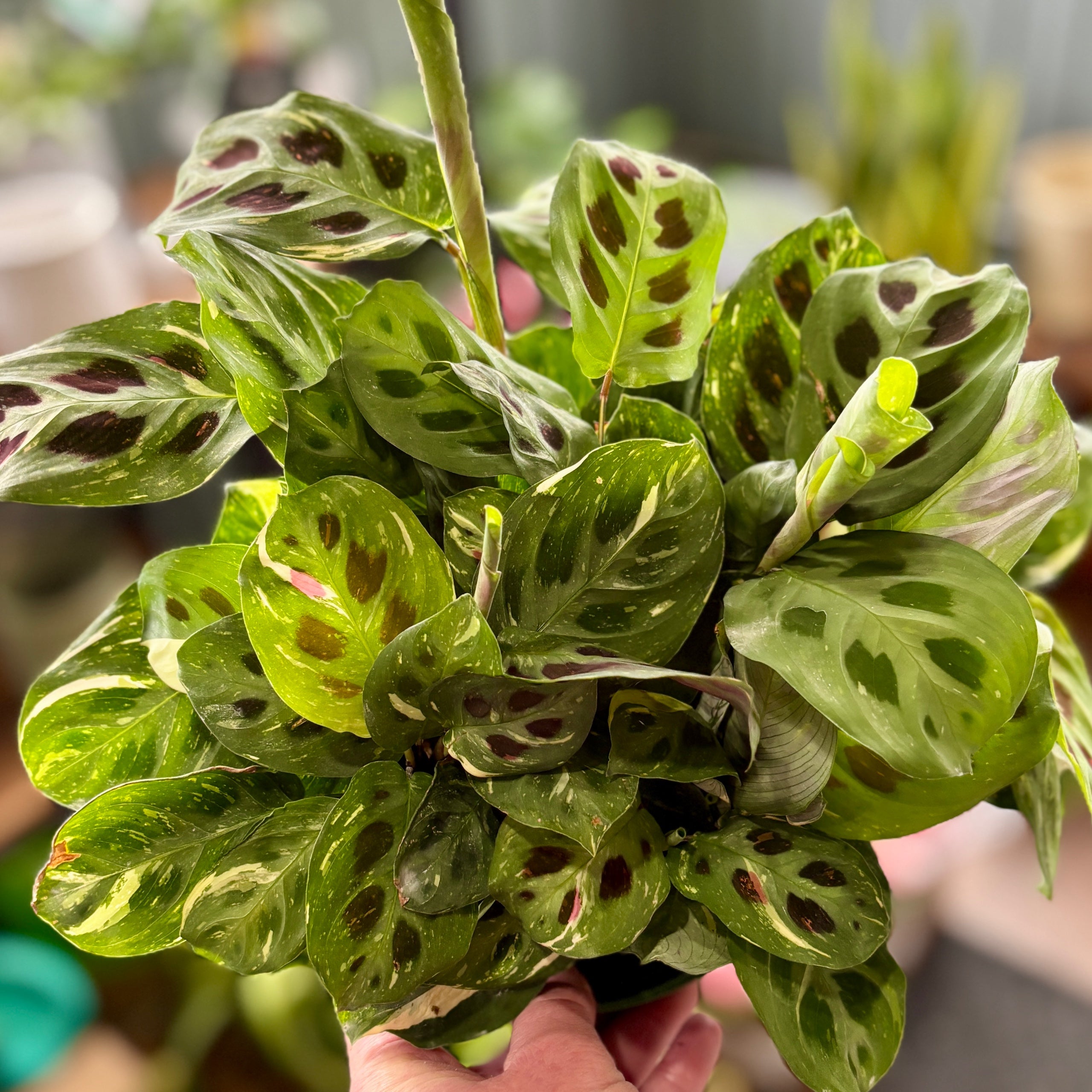 Maranta 'Beauty Kim'