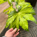 6" Fatsia Japonica 'Camouflage'