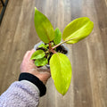 Philodendron 'Jungle Fever' 3"