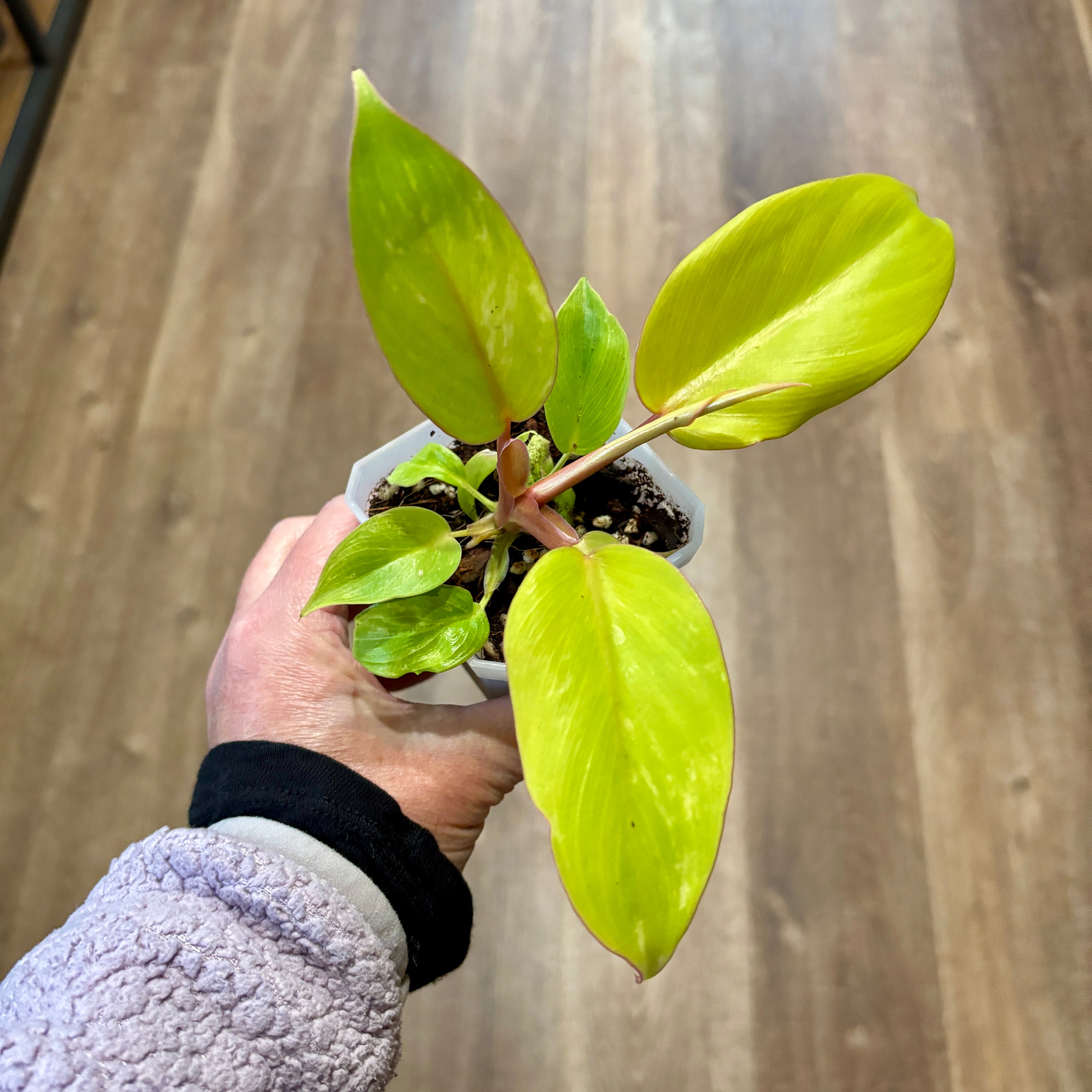 Philodendron 'Jungle Fever' 3"