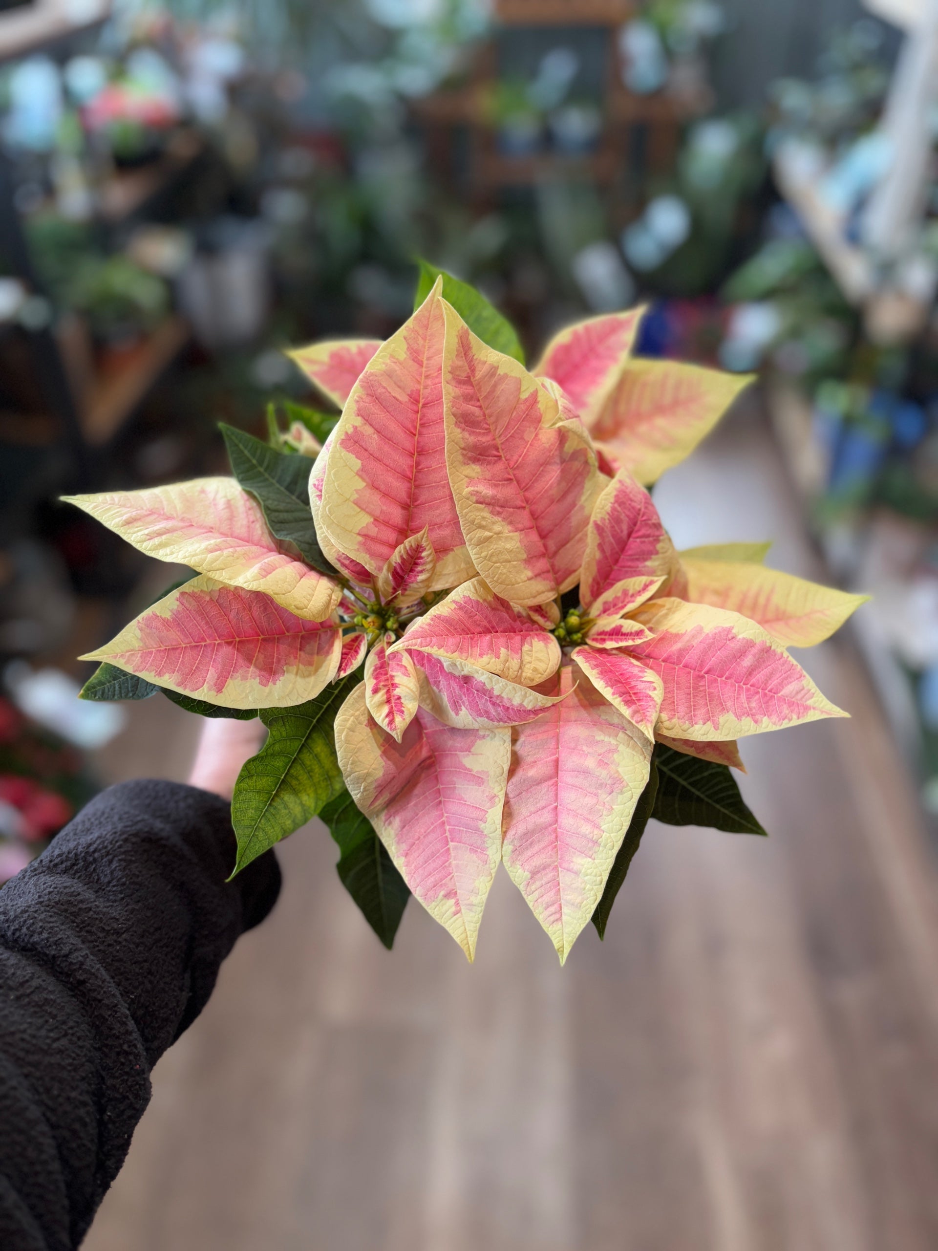 Poinsettia - 4.5" Fancy