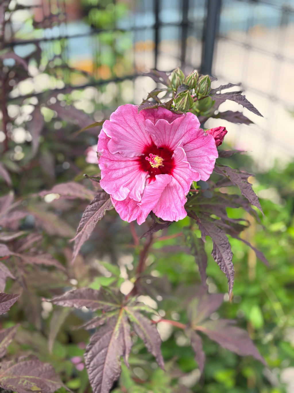 Hibiscus 'Inner Glow' #3