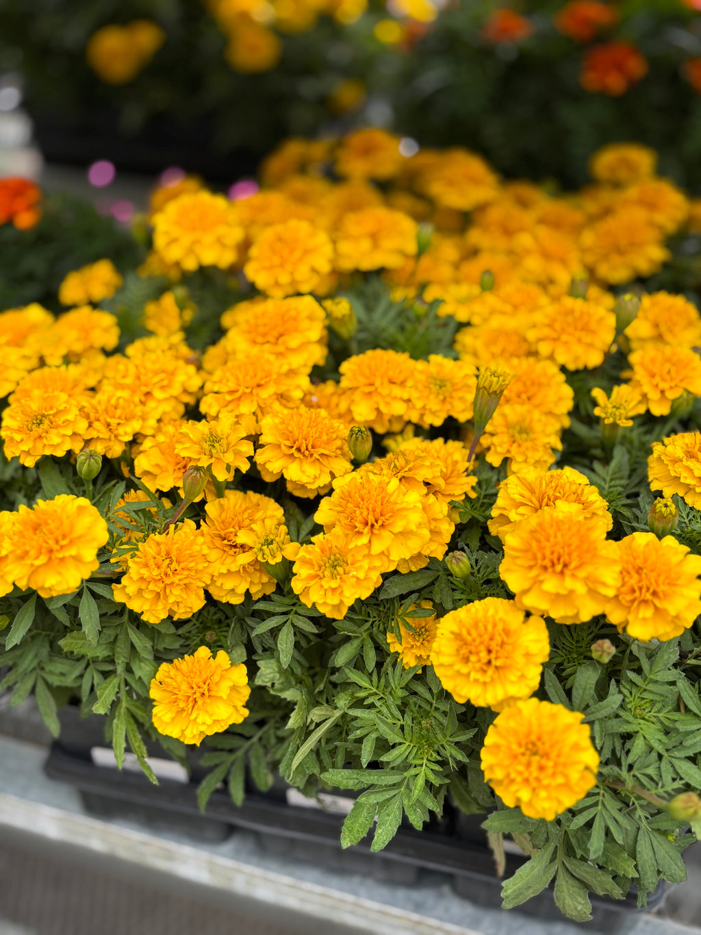 4.5" Marigolds