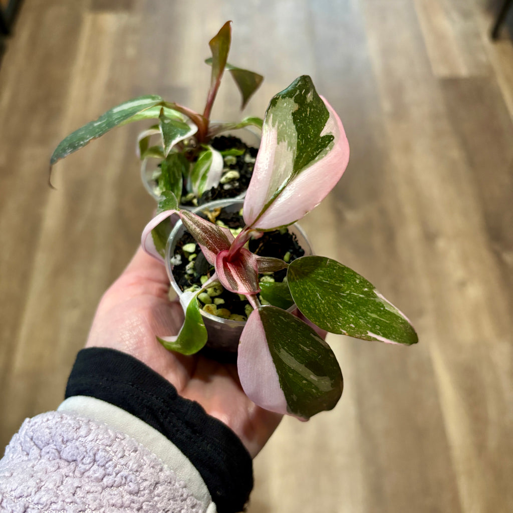 Philodendron 'Pink Princess' 2"