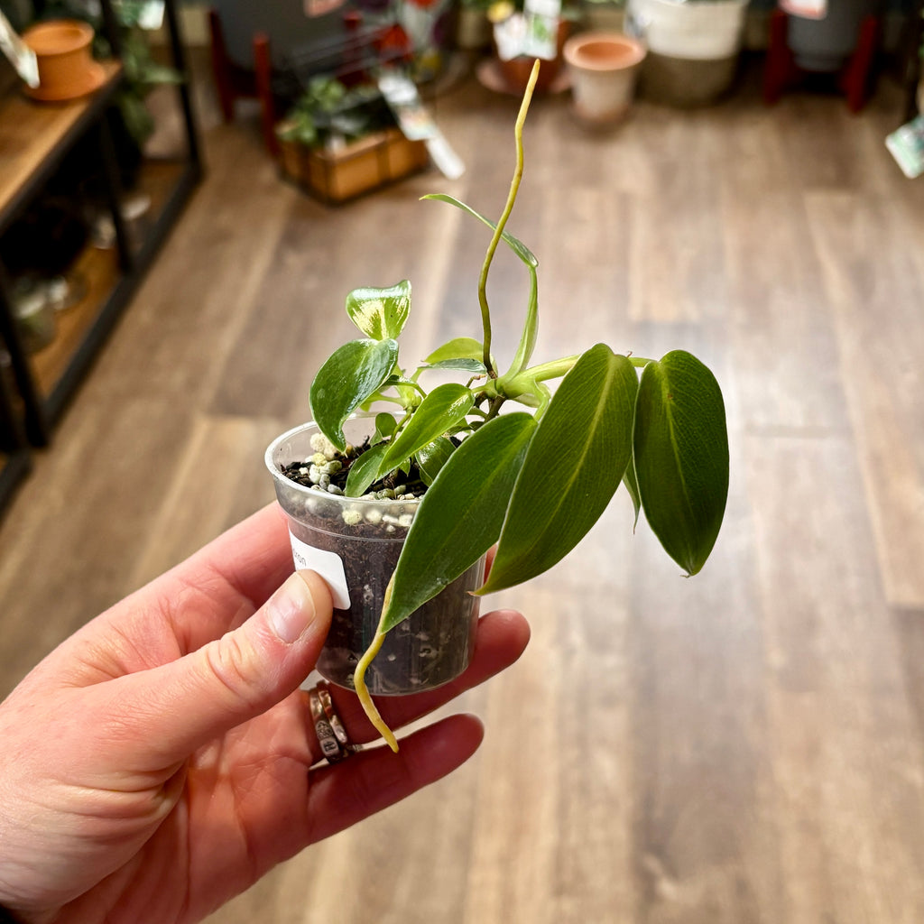 Philodendron 'spiritus Sancti' 2"