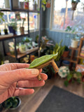 Leaf Bench | Fairy Garden