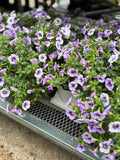 Calibrachoa Eyeconic Purple 4.75"