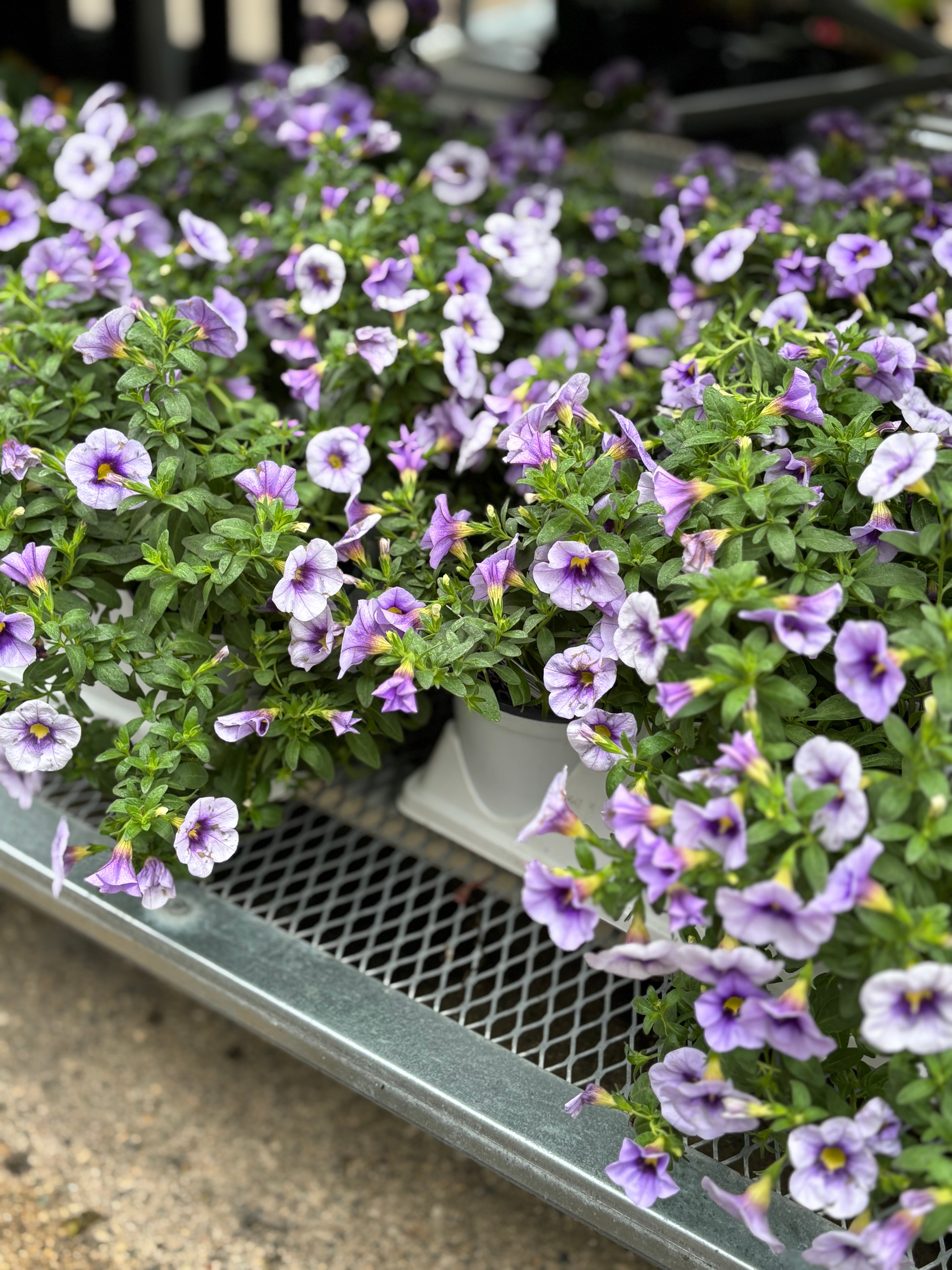 Calibrachoa Eyeconic Purple 4.75"