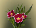 Miltoniopsis Edie Brown
