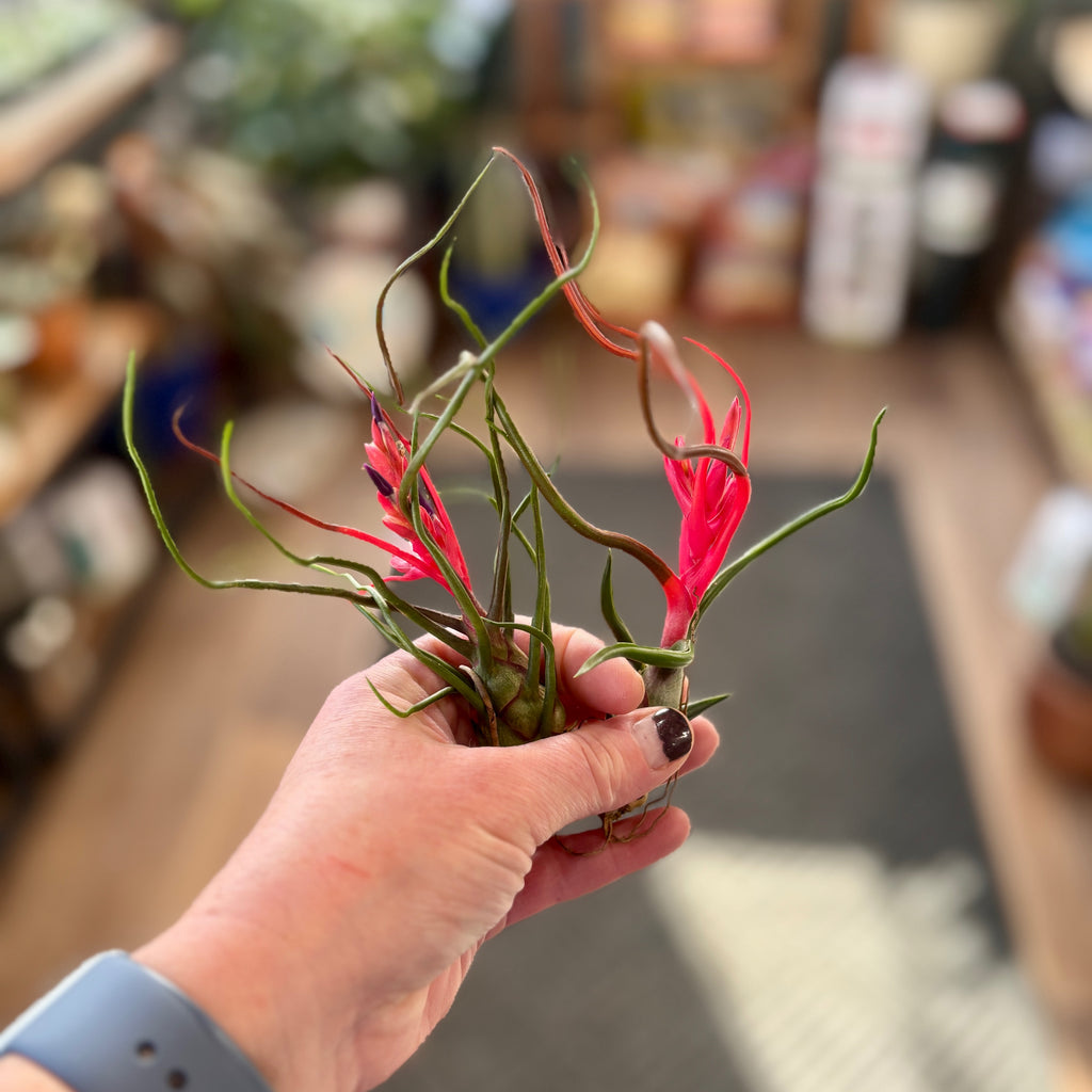 Tillandsia Bulbosa 'Belize' Medium Size