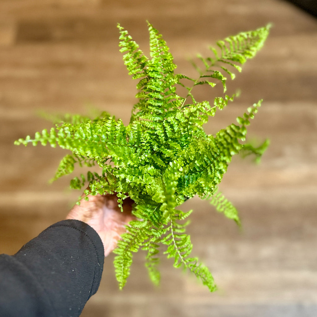 4" Florida Ruffles Fern - 4"