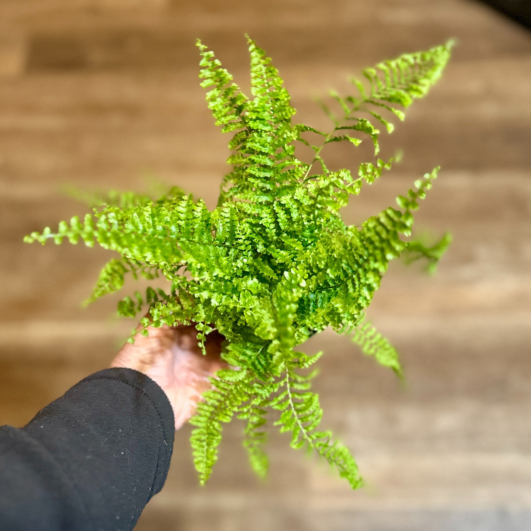 4" Florida Ruffles Fern - 4"