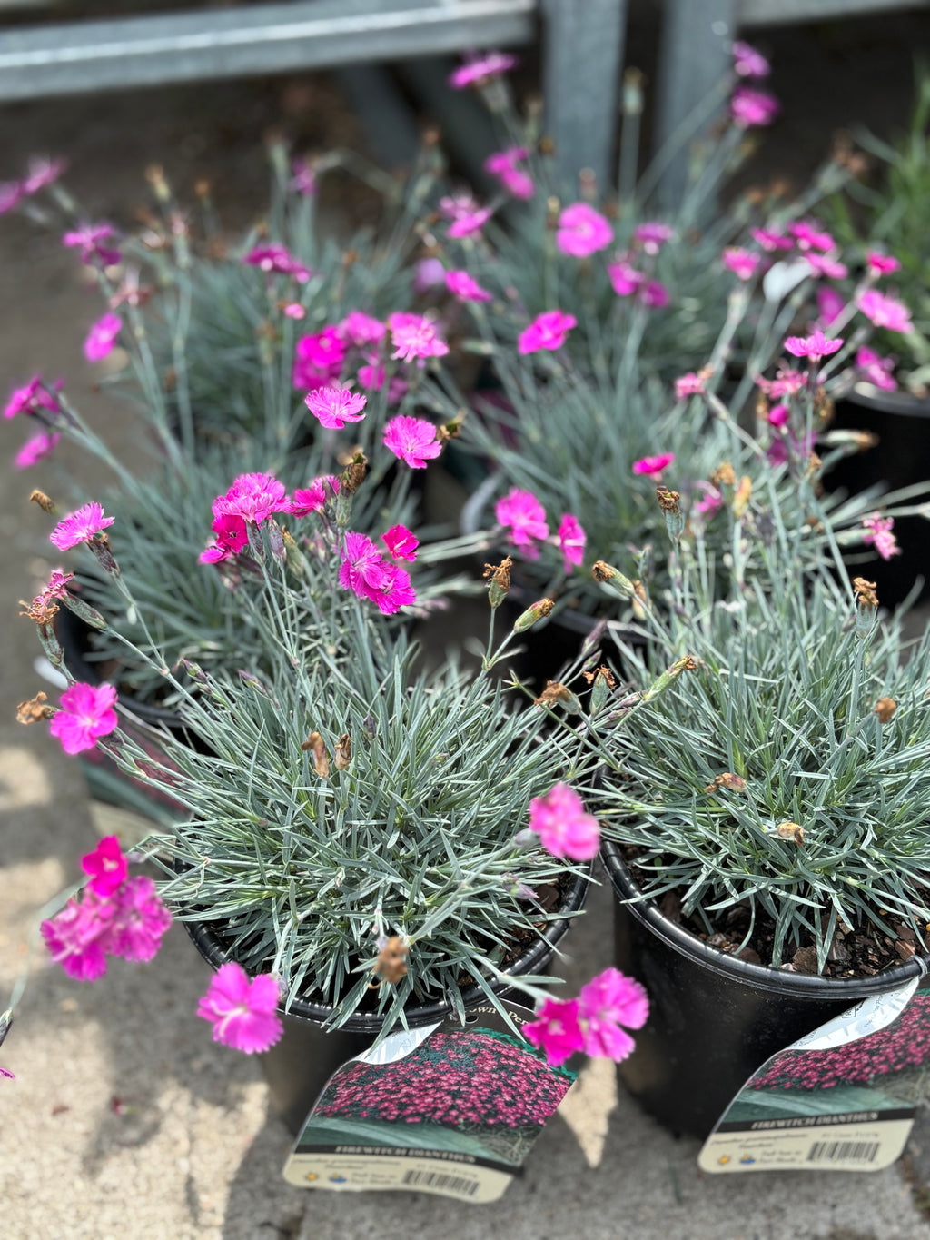 Dianthus Kahori #1 Gallon