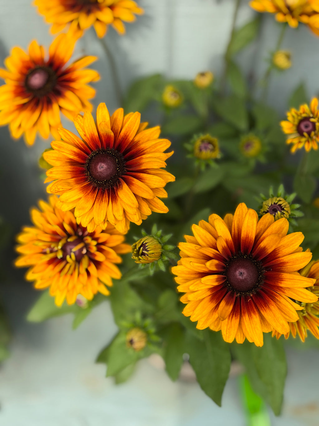 8" Sunbeckia Graffiti Caramel