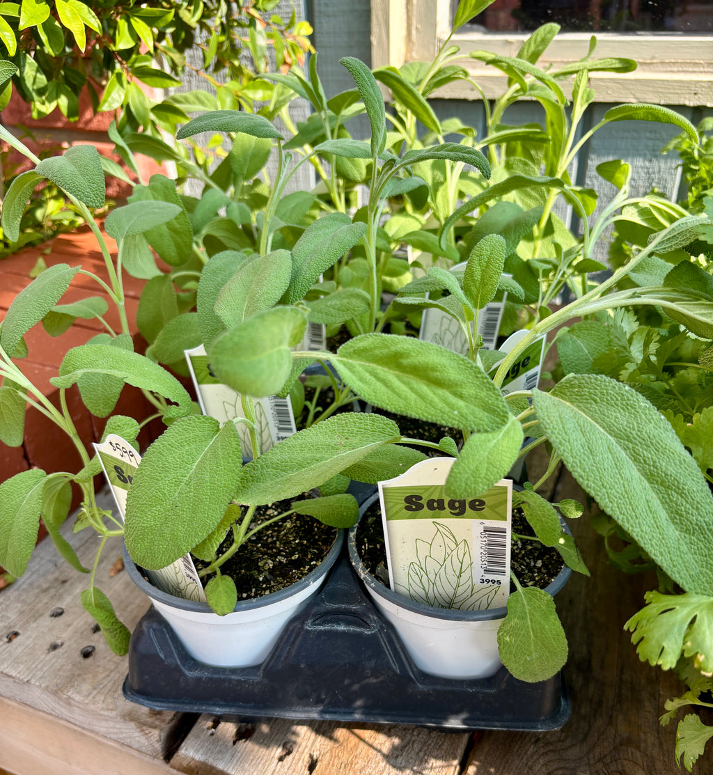 Sage 4" Pot