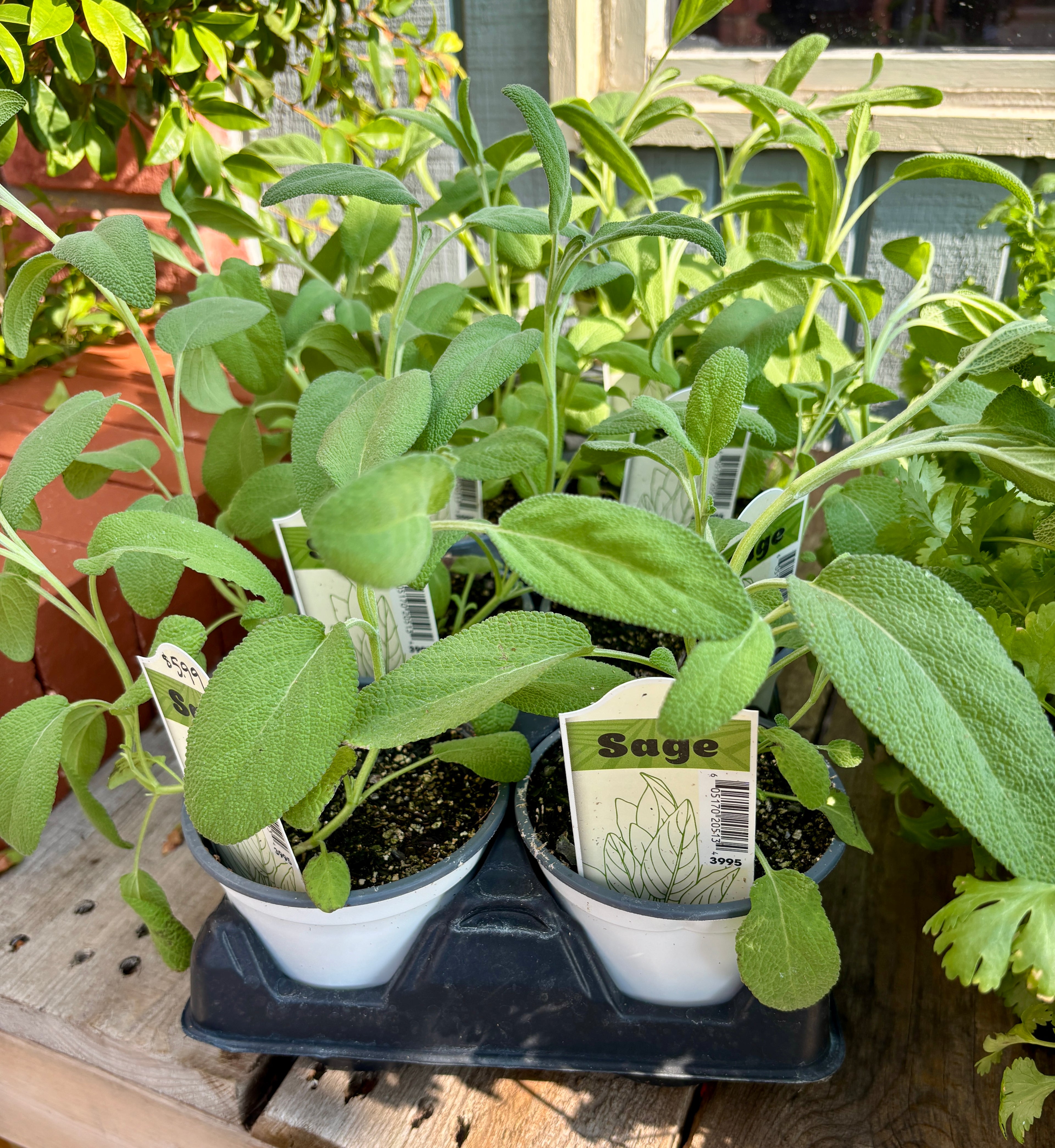 Sage 4" Pot