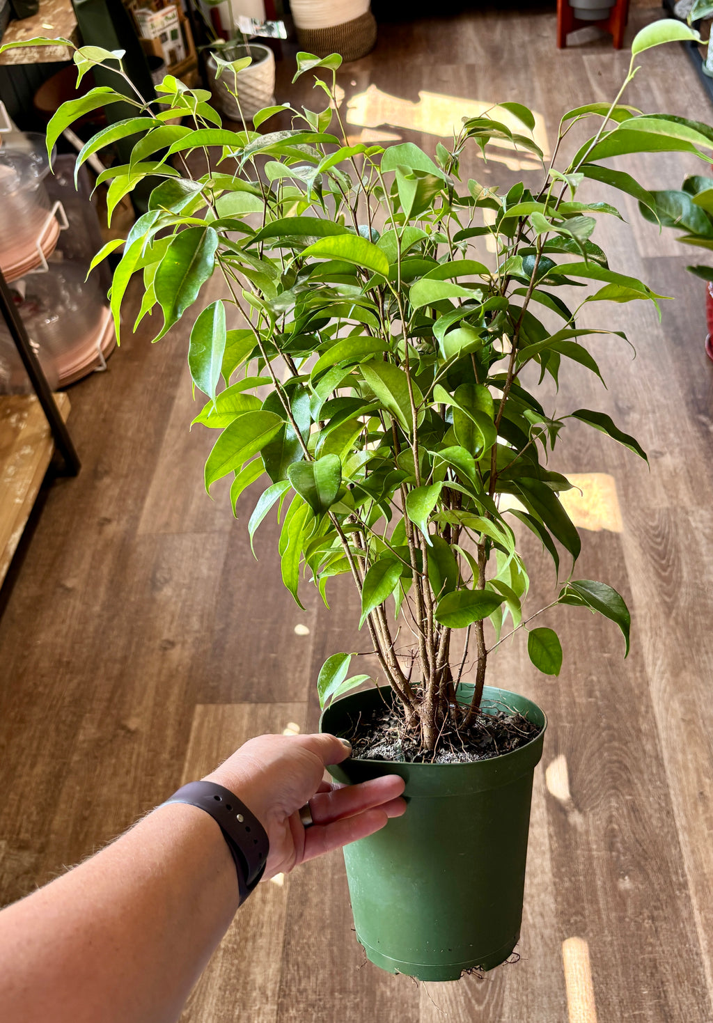 Ficus Benjamina Bush 6"