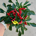 4.75" Ornamental Pepper Chilly Chili