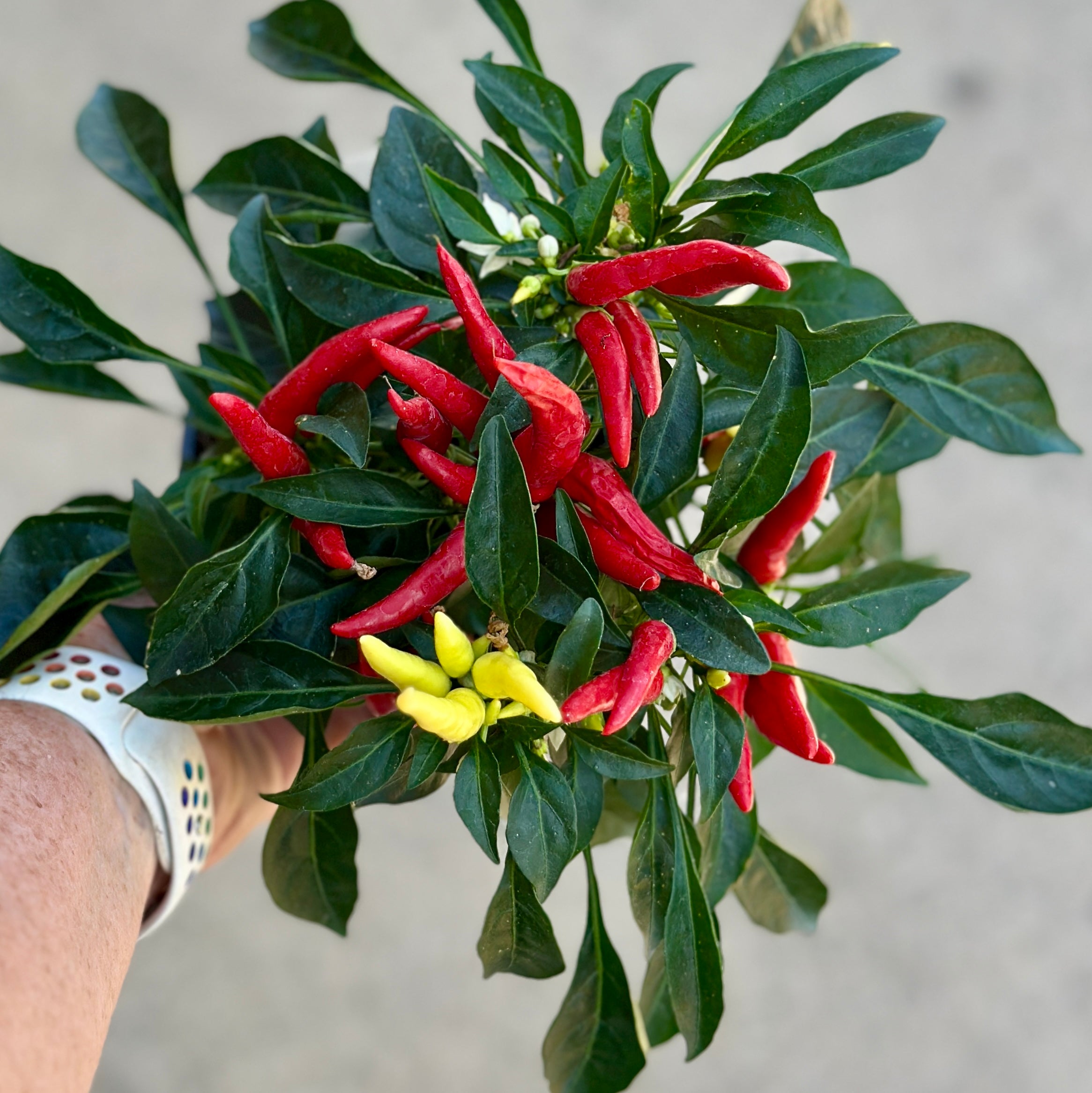 4.75" Ornamental Pepper Chilly Chili