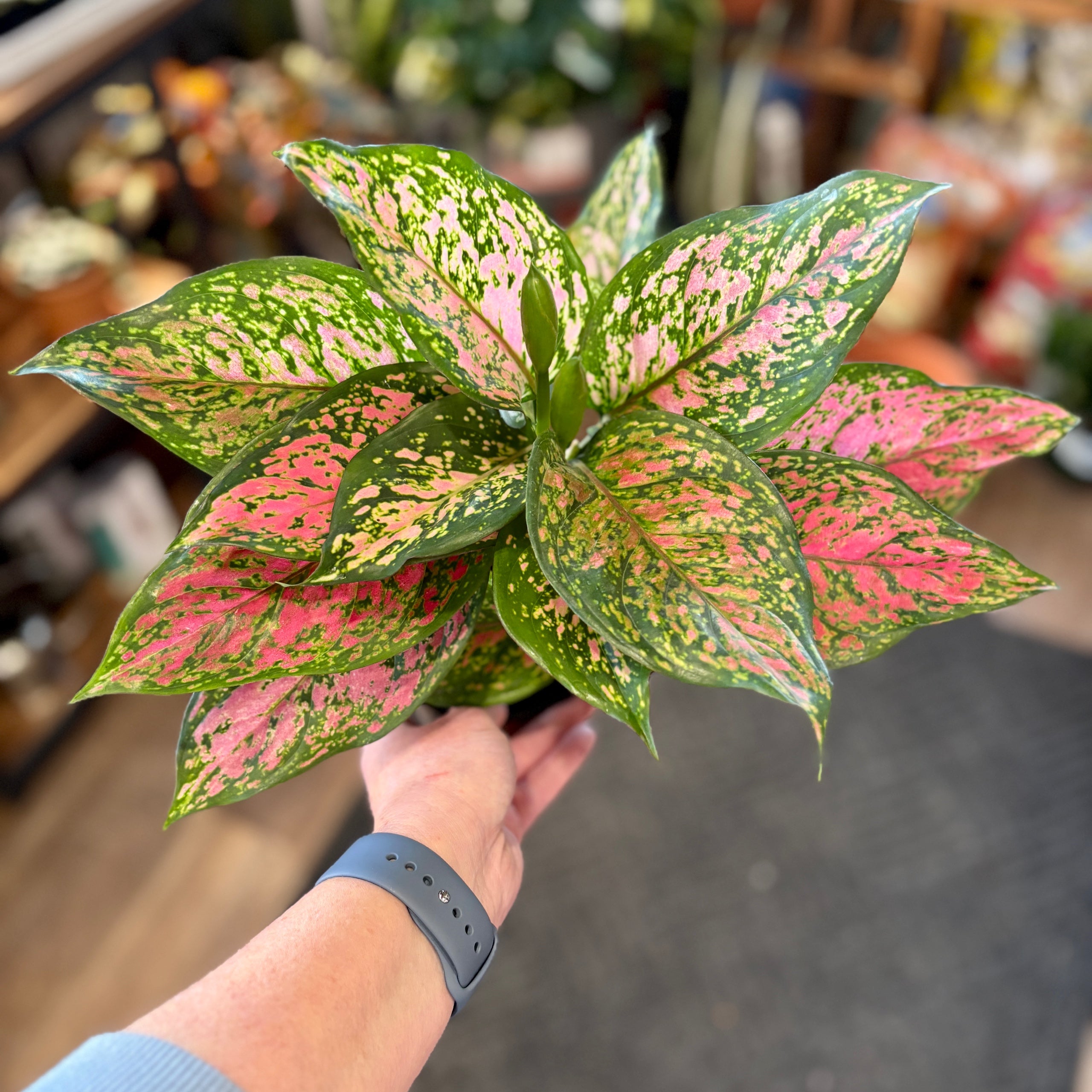 Aglaonema 'Wishes'