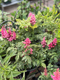 Astilbe Younique™ Carmine #1 Gallon Pot