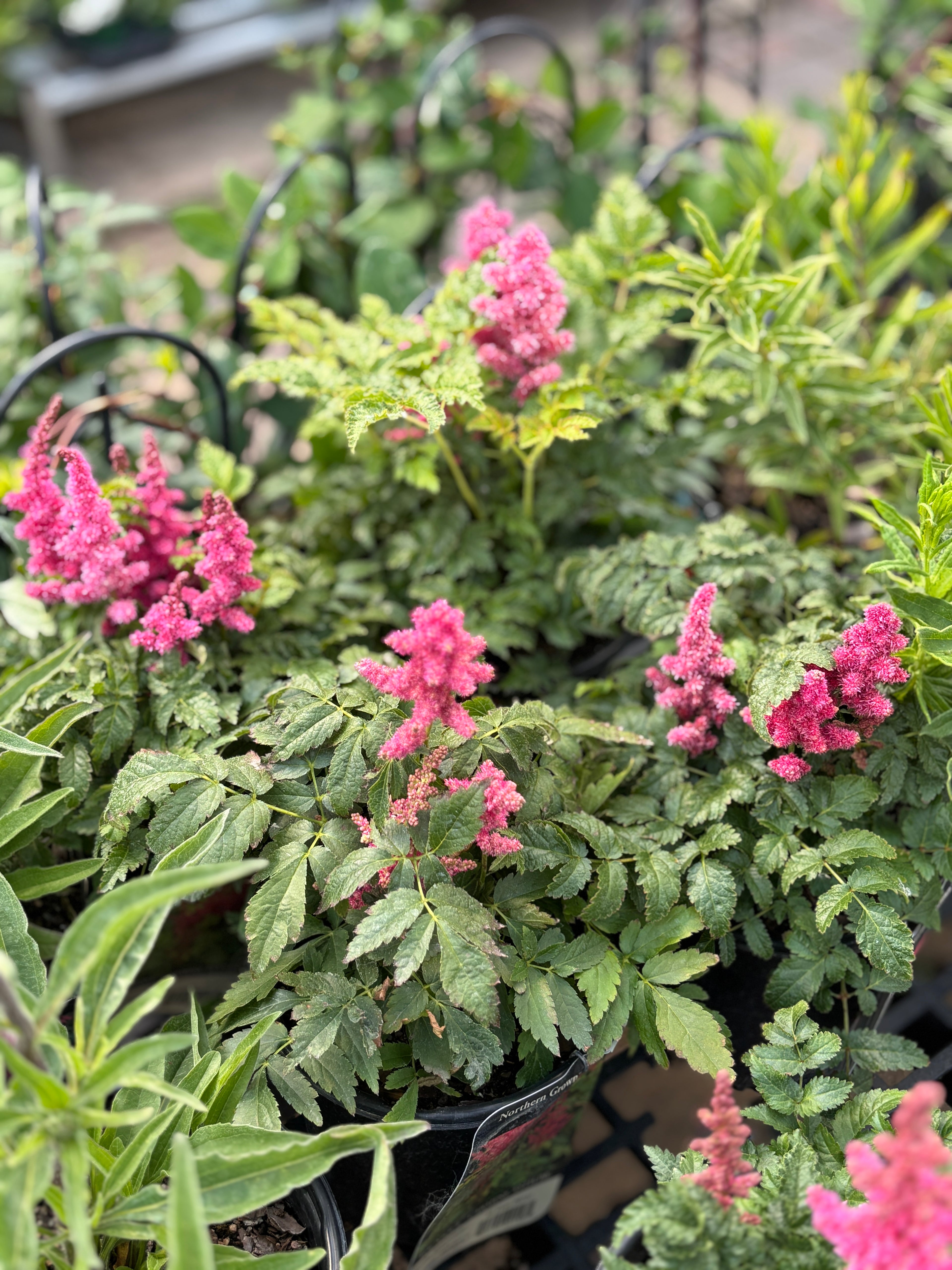 Astilbe Younique™ Carmine #1 Gallon Pot