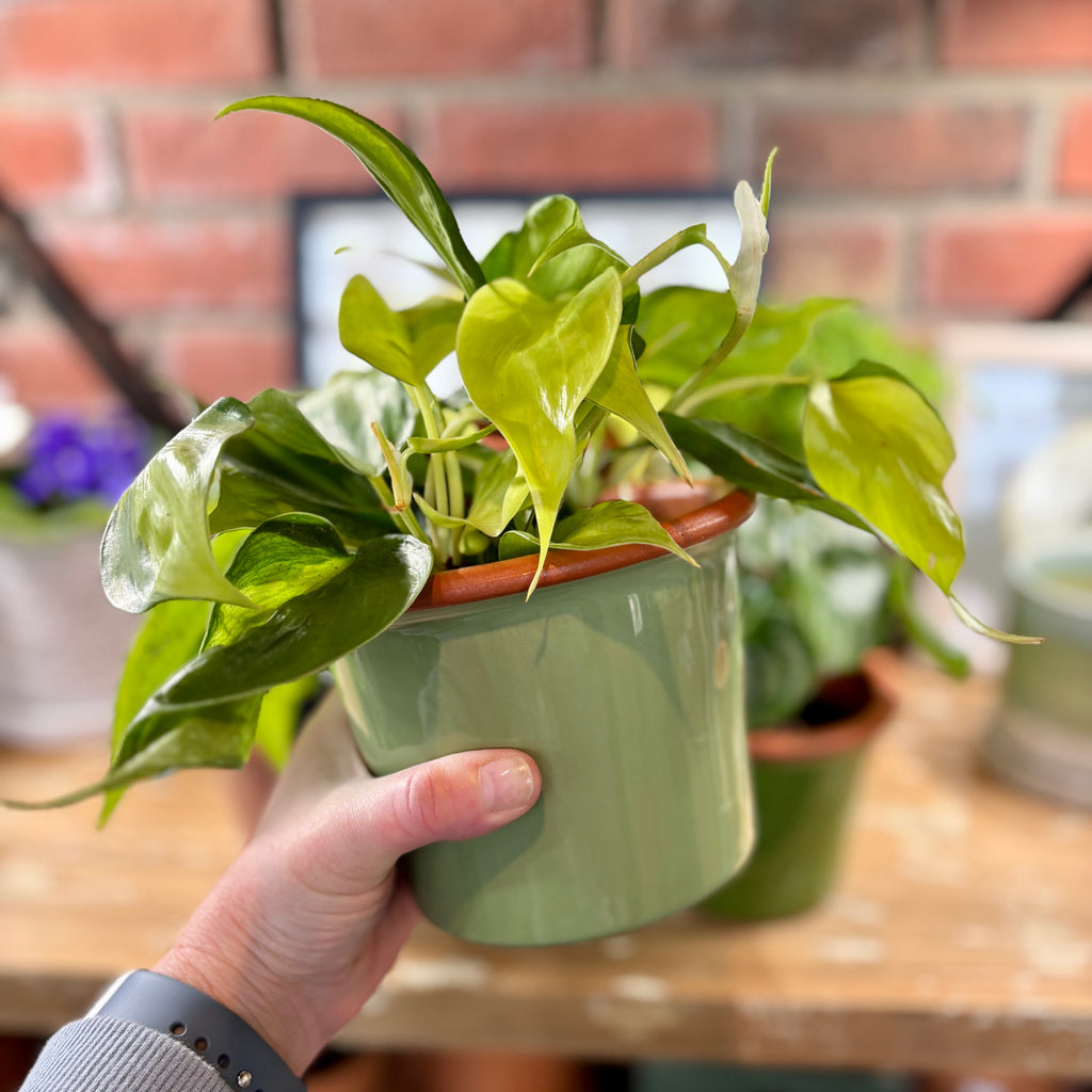 5.5" Sage Cylinder Glazed Terracotta Pot