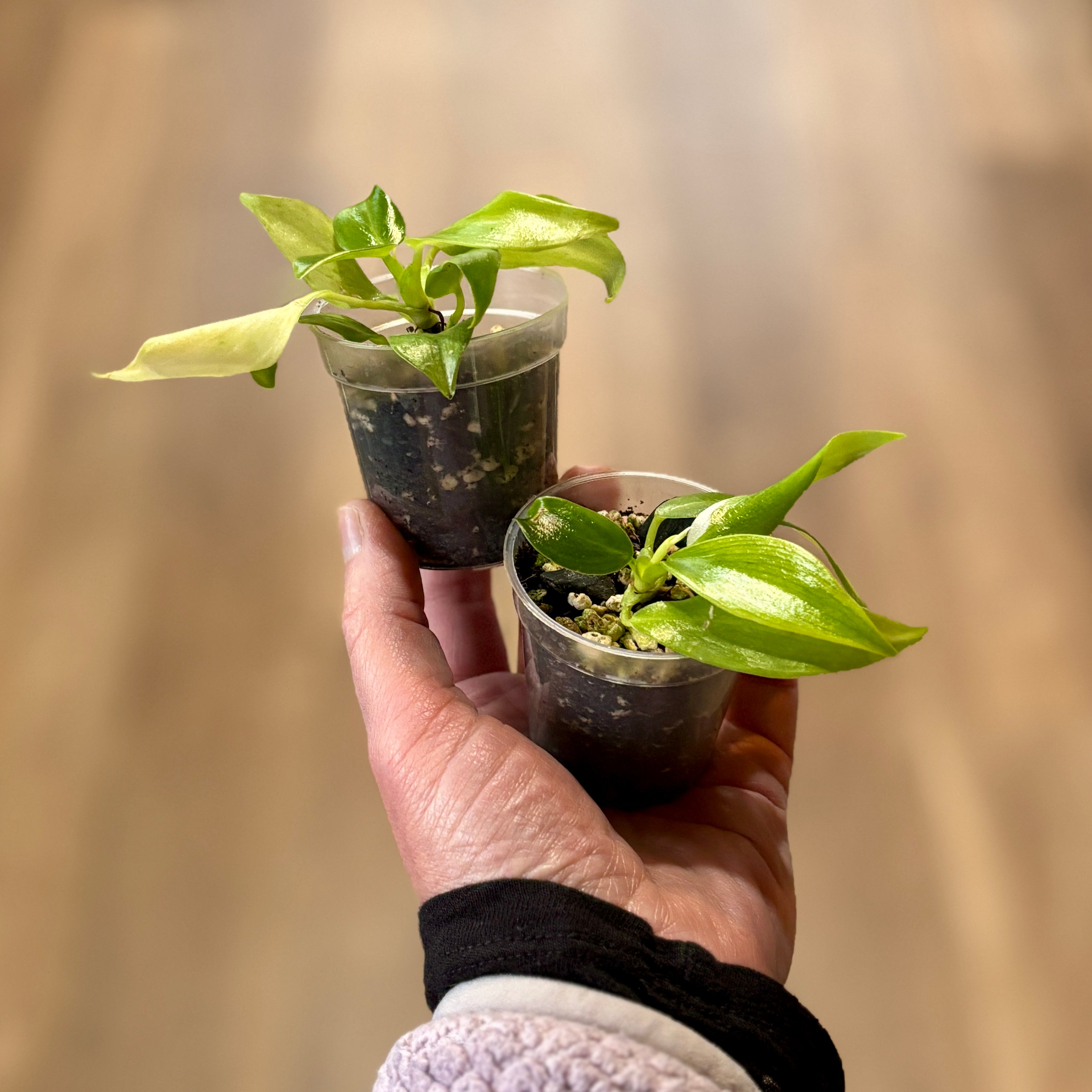Philodendron 'Golden White Wizard' 2"
