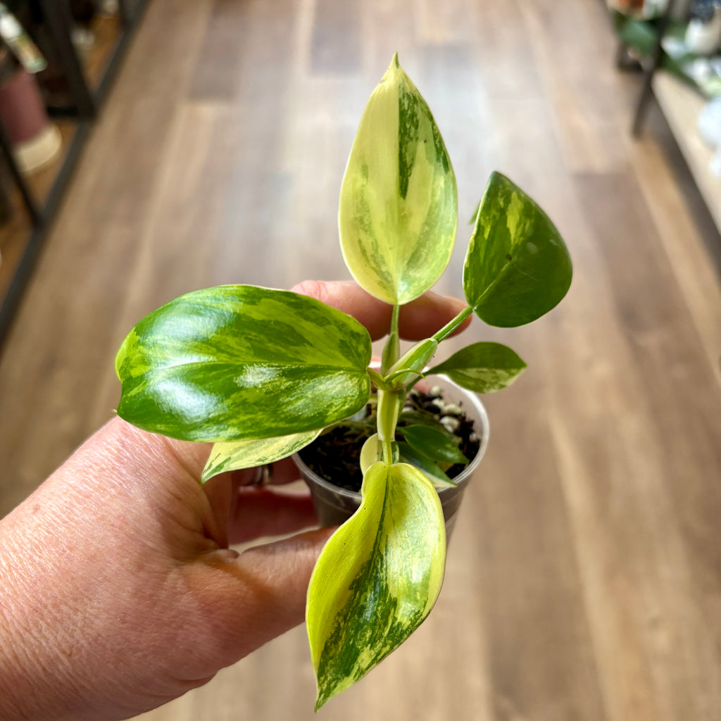 Philodendron 'Florida Beauty' 2"