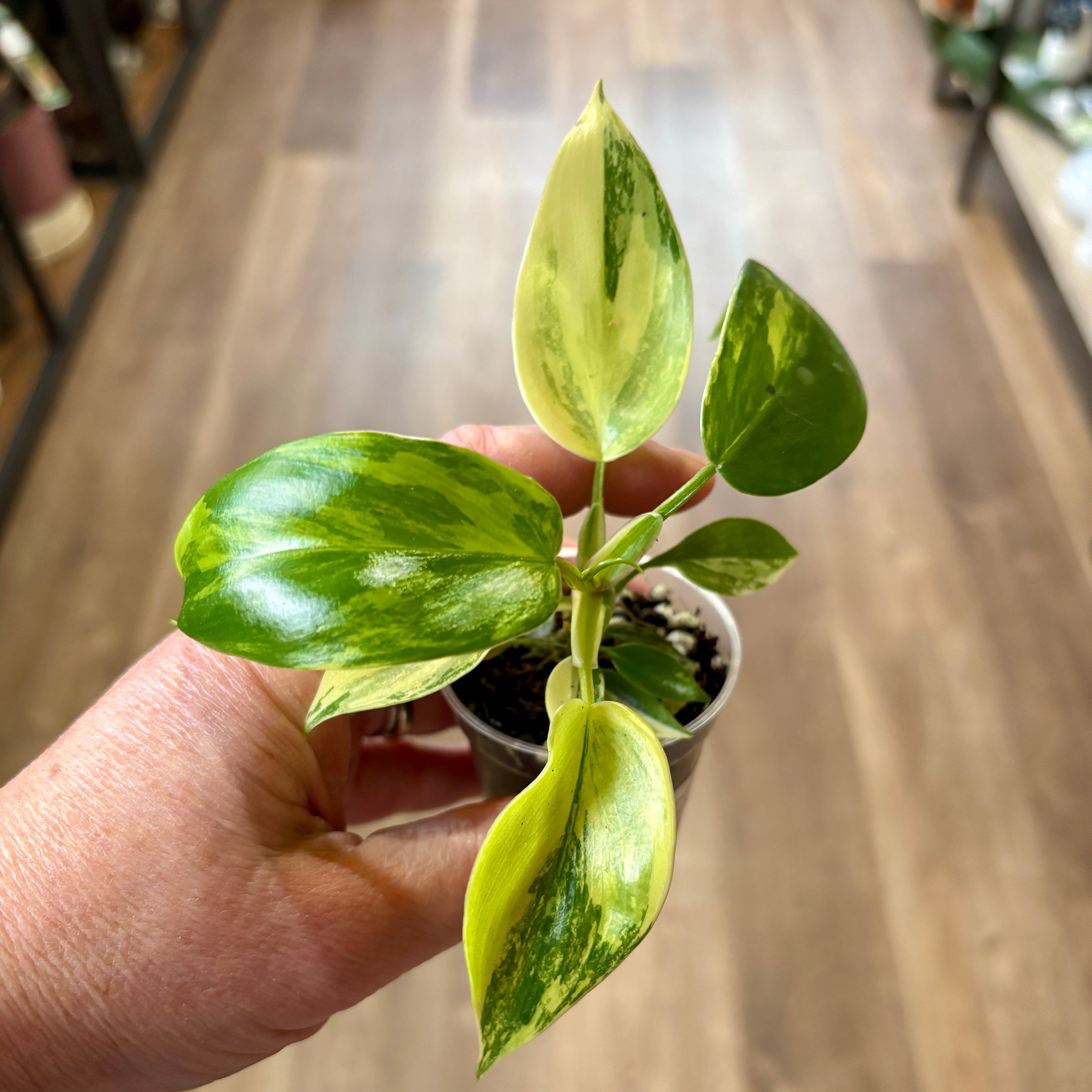 Philodendron 'Florida Beauty' 2"