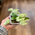 Epipremnum Pinnated 'Marble Flame' | Pothos