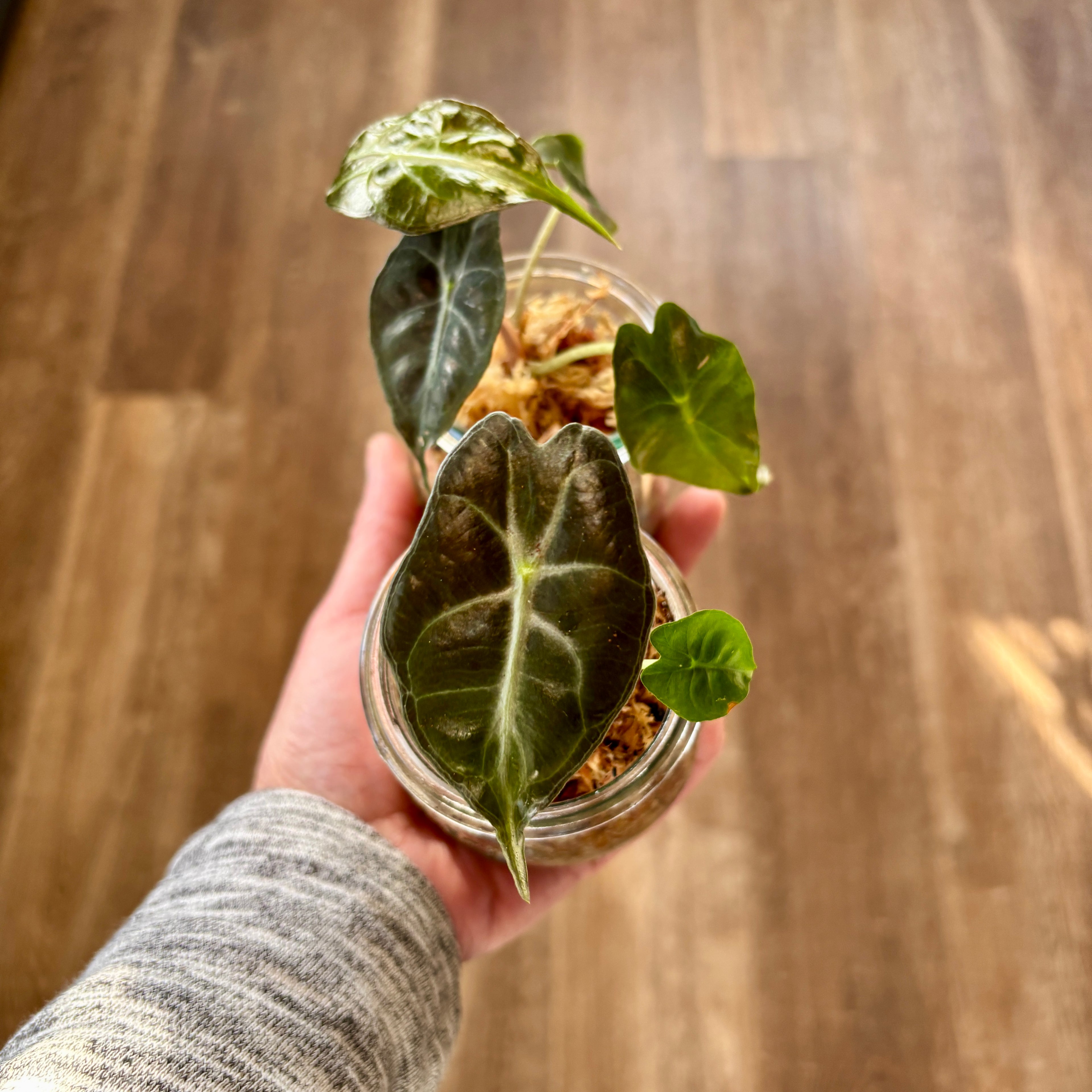 Alocasia 'Venom'