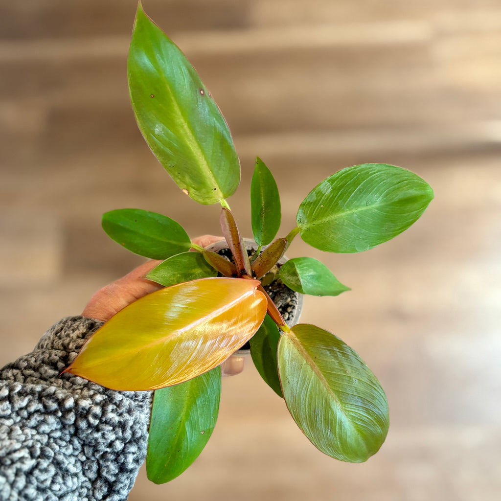 Philodendron 'sun Red' 3" Pot