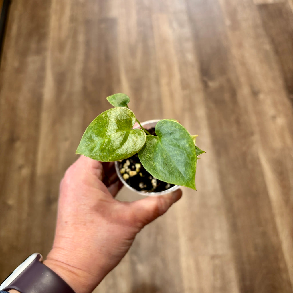 Anthurium 'Hookeri Variegata' | 3" Pot - 3" pot