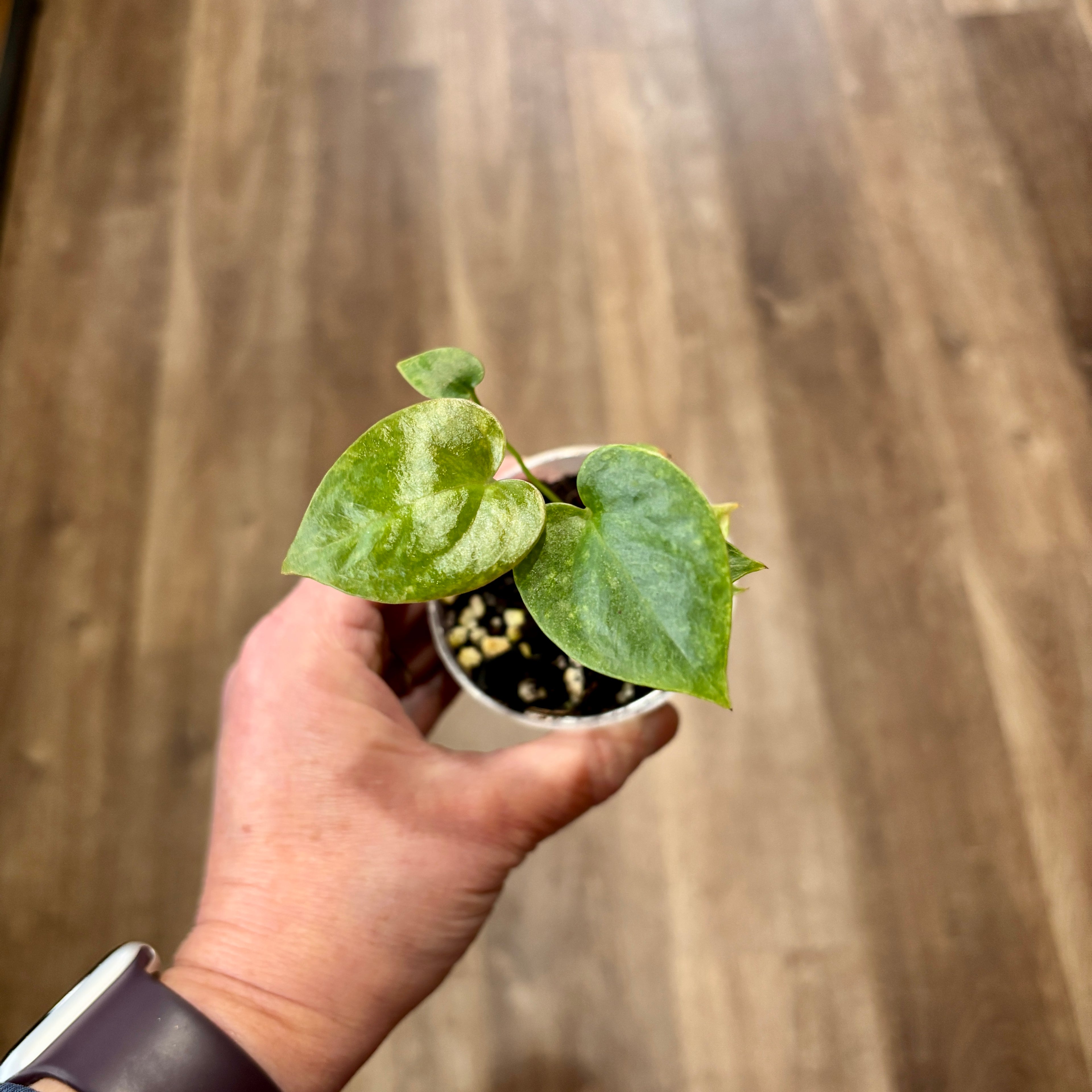 Anthurium 'Hookeri Variegata' | 3" Pot - 3" pot