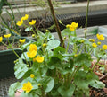 Caltha Palustris 'Marsh Marigold' Quart Pot