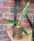 3" Bronze Mick Planter Pots With Drainage Holes