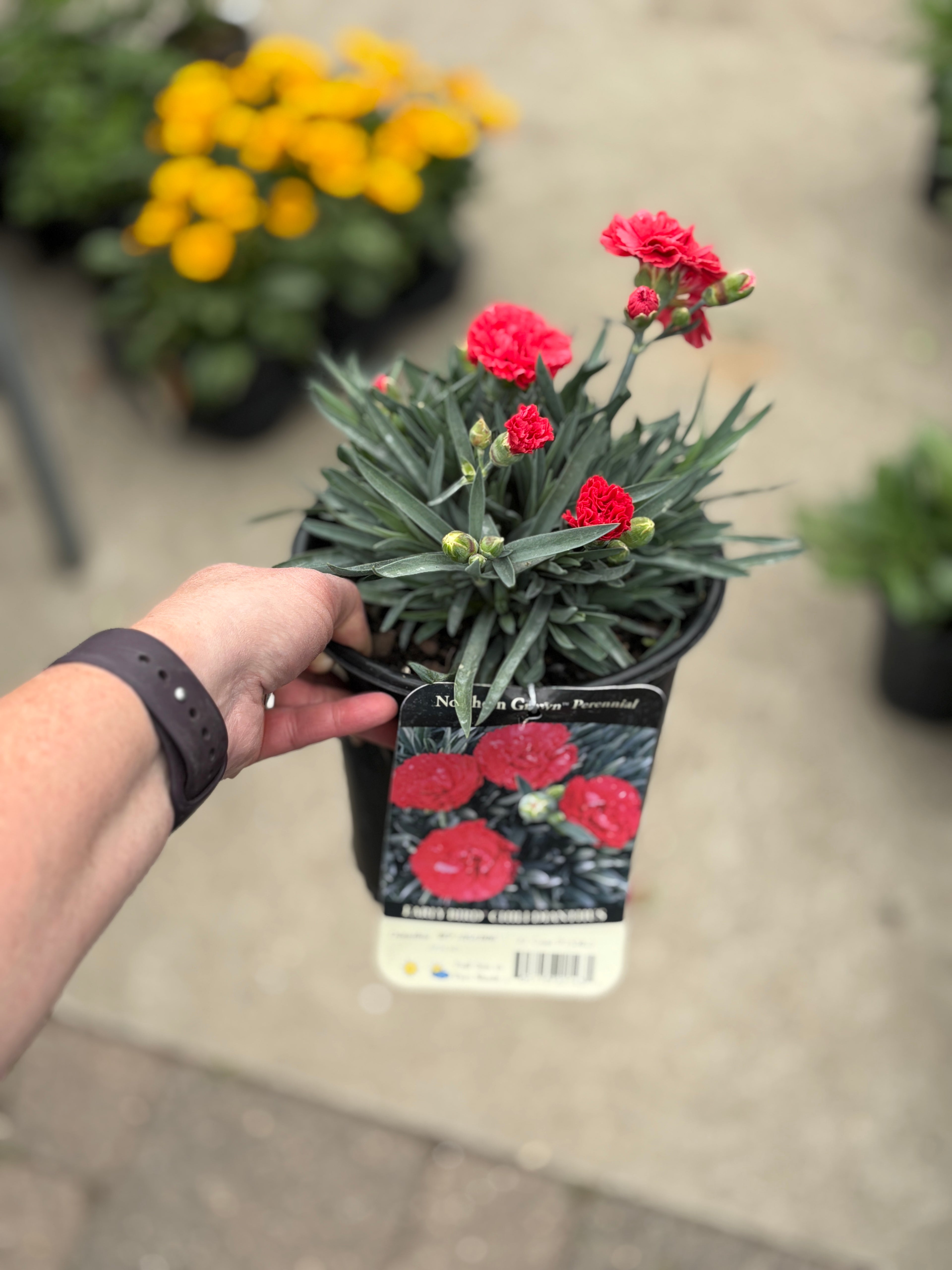 Dianthus Early Bird Chili #1 Gallon
