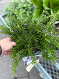 Phlox Subulata/Creeping Phlox 'Emerald Blue' #1