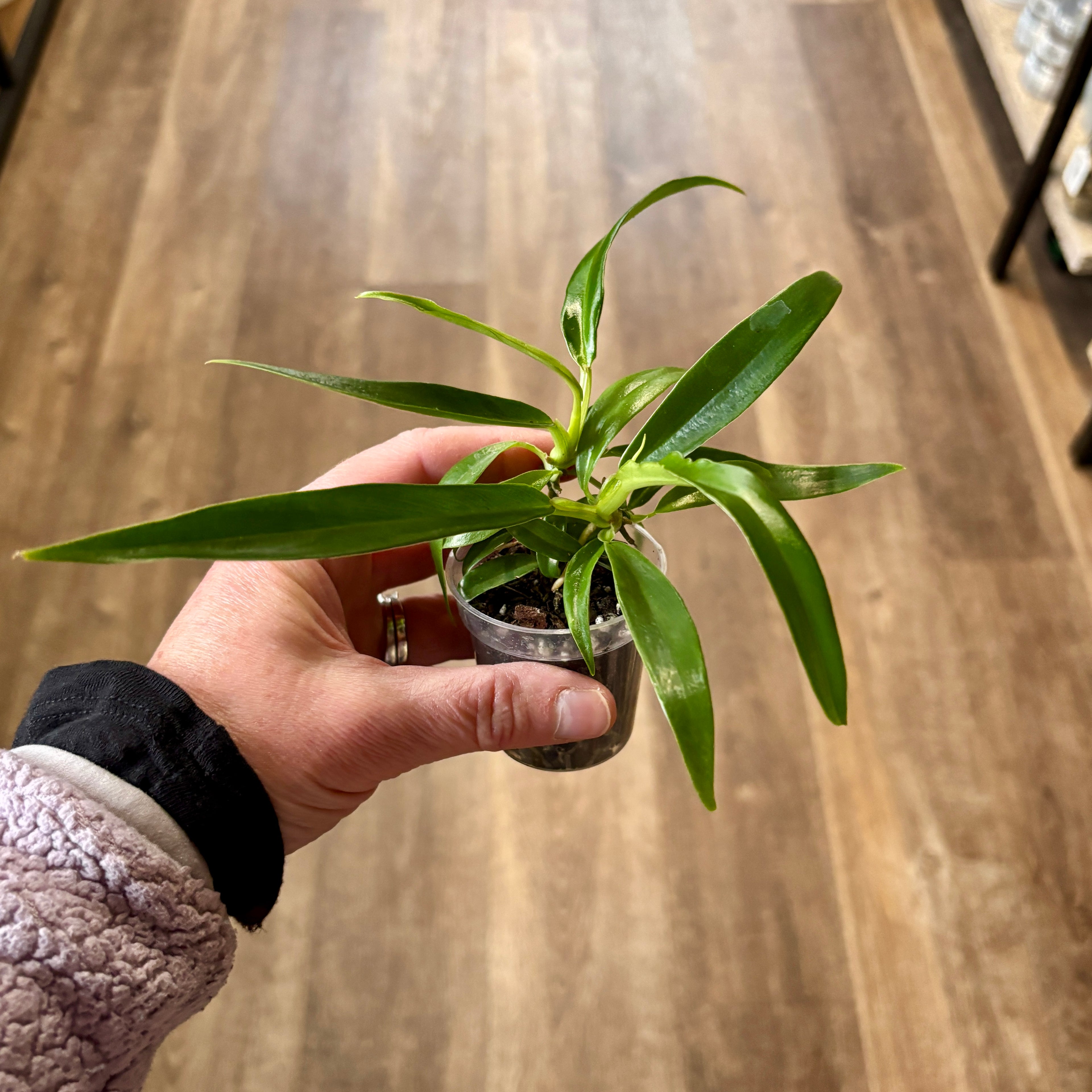 Philodendron 'Tortum' 2"