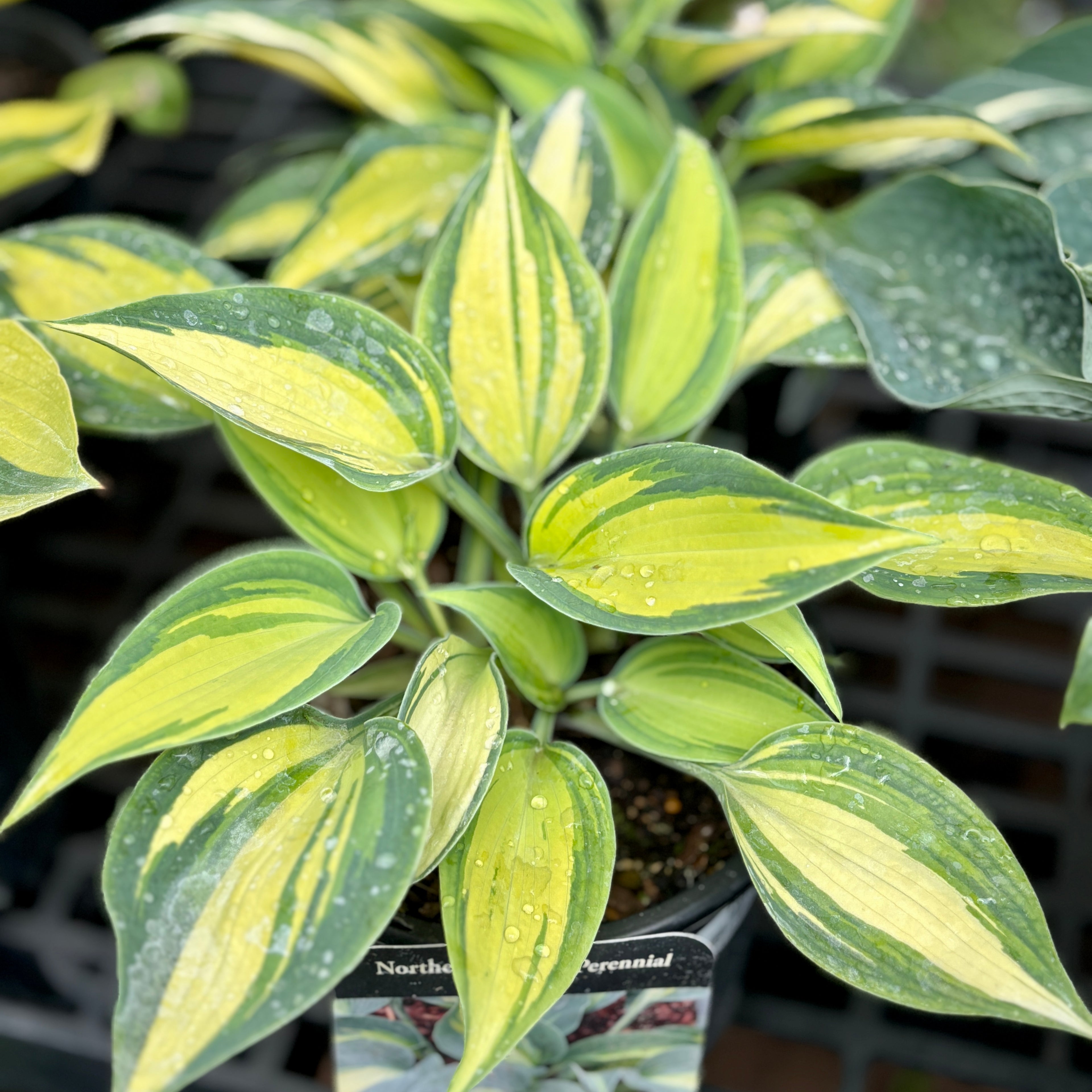 Hosta 'Touch Of Class' #1 Gallon Pot