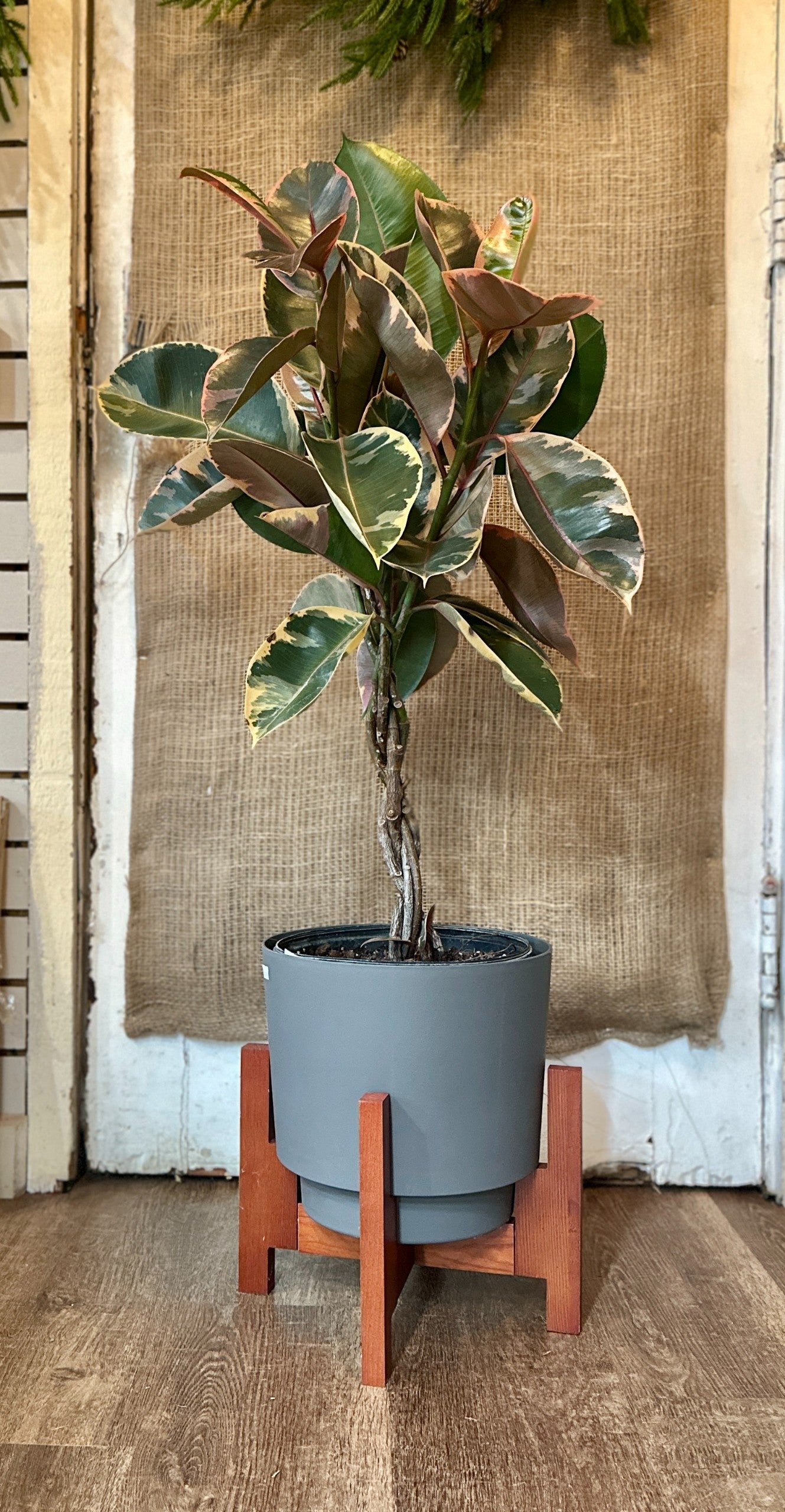 8" Ficus Ruby Braided Tree