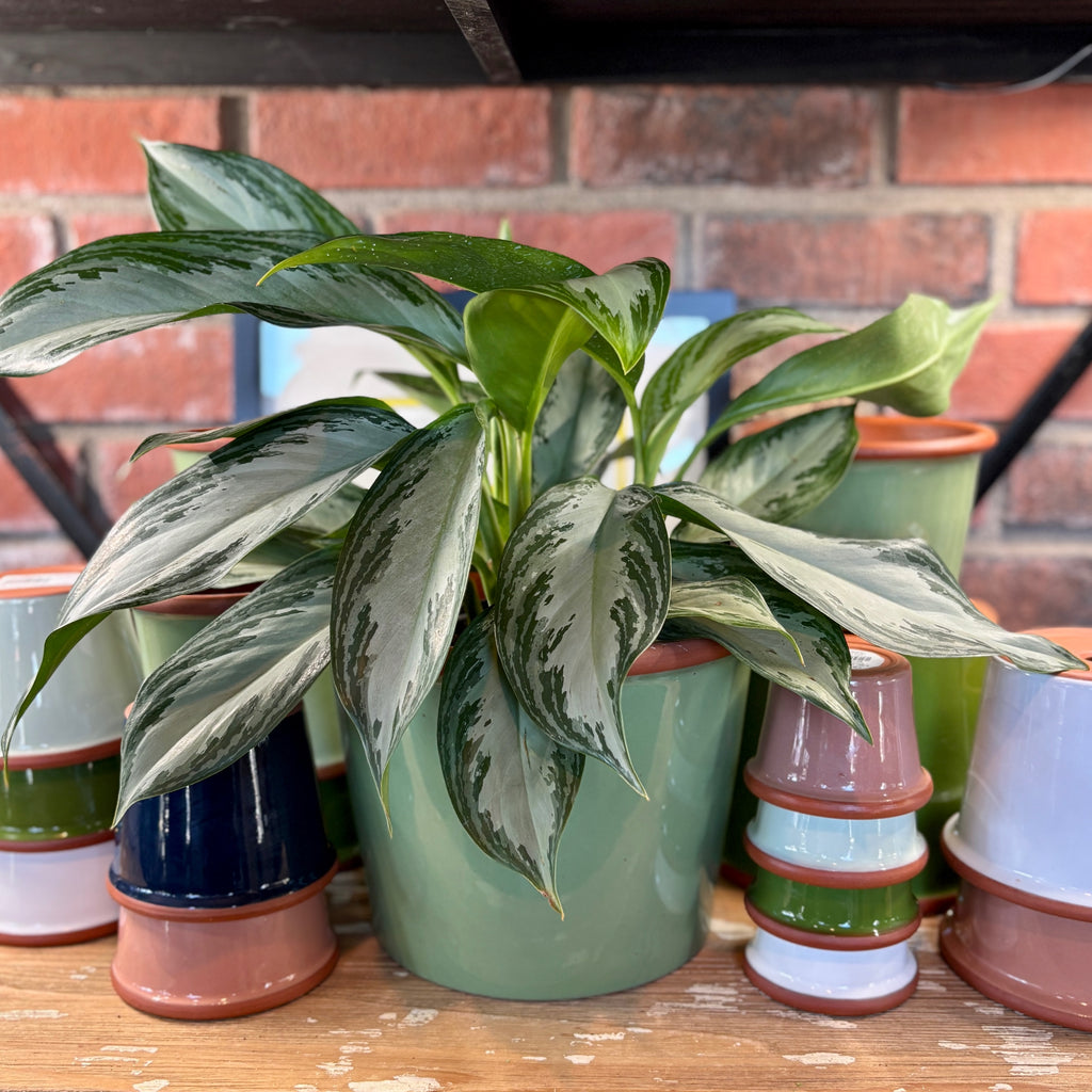 9.3" Sage Cylinder Glazed Terracotta Pot