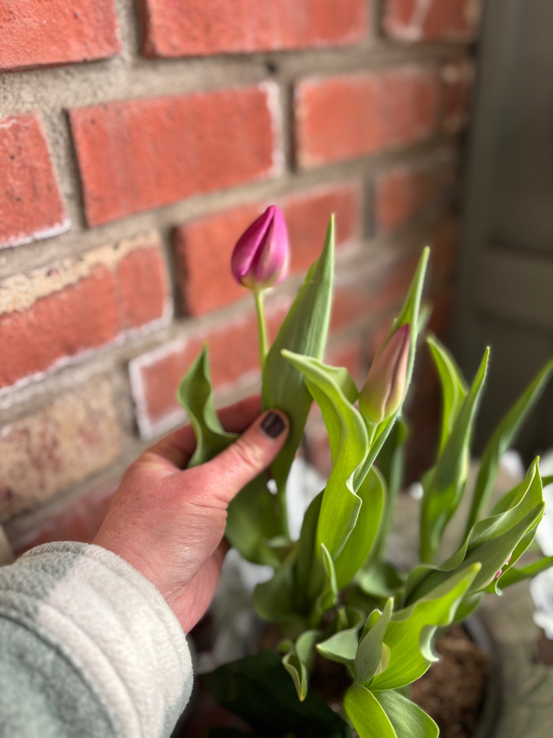 6.5" Indoor Blooming Tulips Assorted Colors