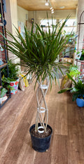 Dracaena Marginata Open Braid Weave